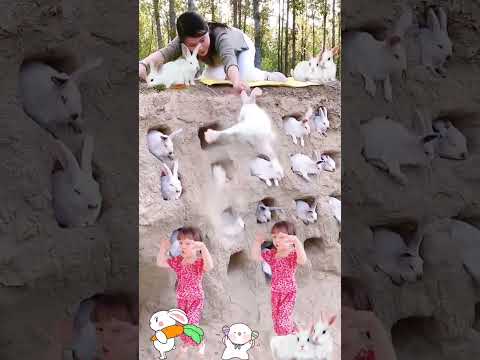 Cute Rabbit (D172) #shorts #video #viral