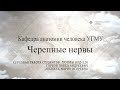 Обзор черепных нервов