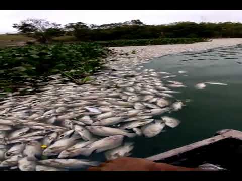 Peixes mortos na Lagoa do Meio em Linhares