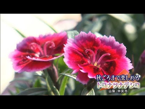 春の花 トコナツナデシコ の出荷始まる 山梨 02 22 Youtube