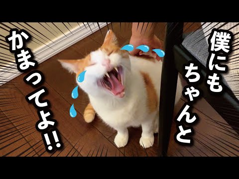 【甘えんぼ猫】嫉妬…？ママが別猫の名前を呼んだらブチキレる猫