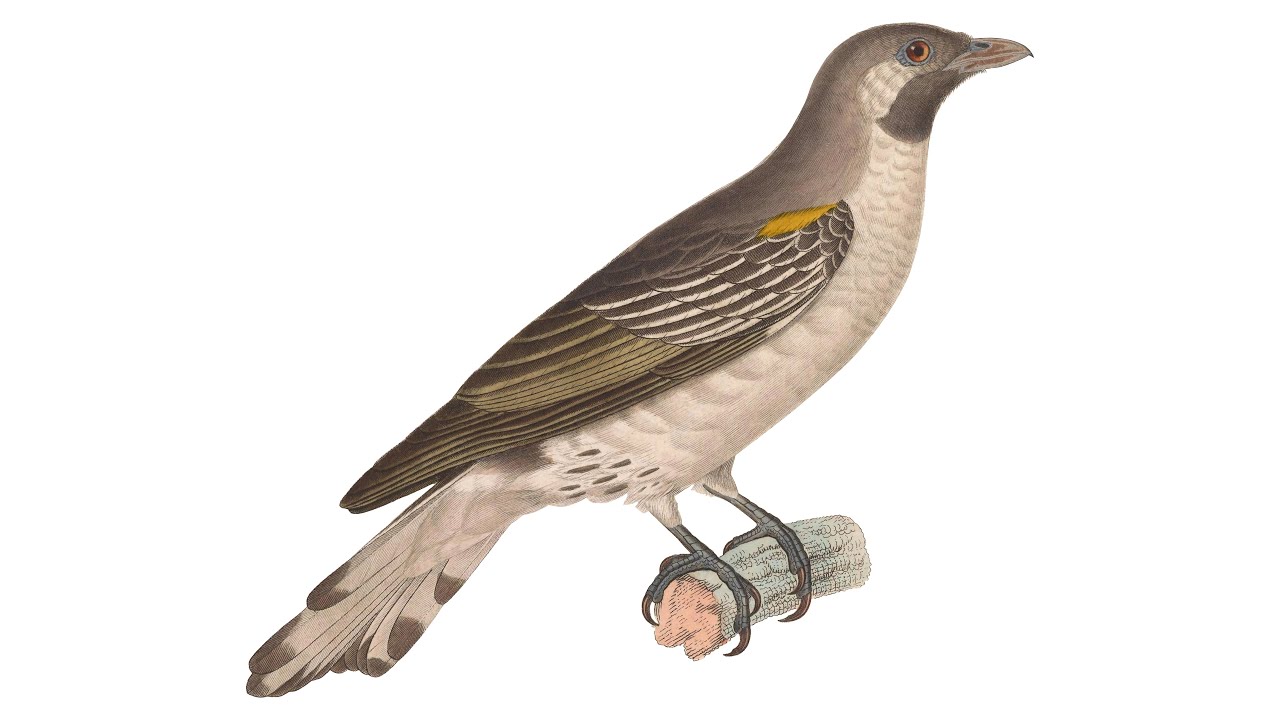 The Greater Honeyguide