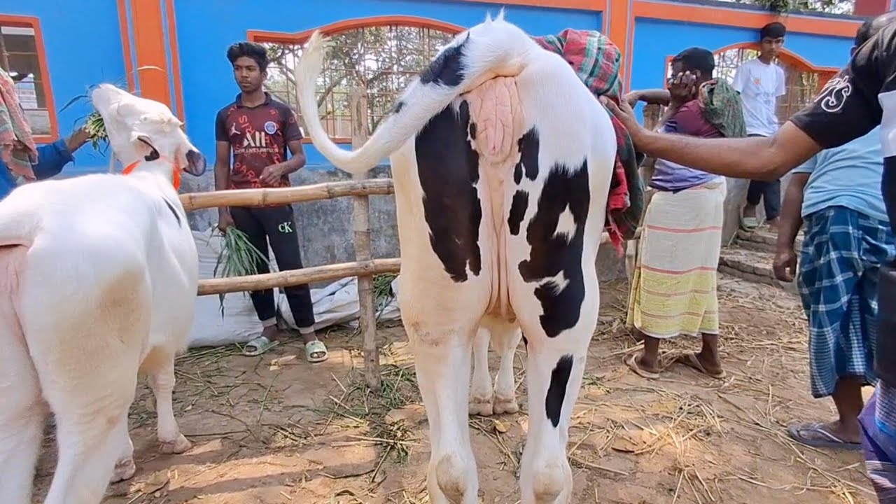 হাটের সেরা খামার উপযোগী ফ্রিজিয়ান বকনা বগুড়ার বিখ্যাত ধাপের হাট থেকে || ৫/৩/২০২৬ || gorur hat cow
