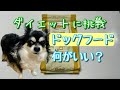 元保護犬チワワとパピヨンのかほご犬s、ダイエットに適したドッグフードって？