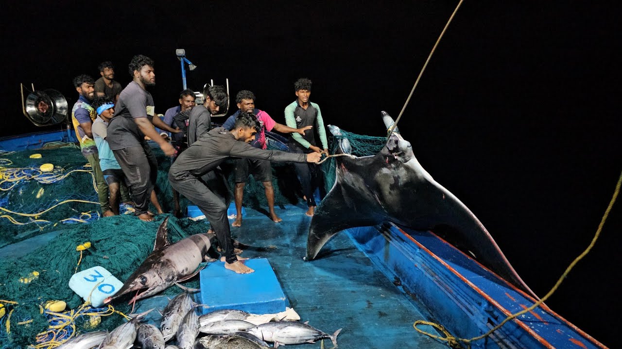 Amazing😍The Fourth Day 100Kg RayFish😳Caught In Net | JackPot Day We Catch So Many Tuna Fishes| Vlog3