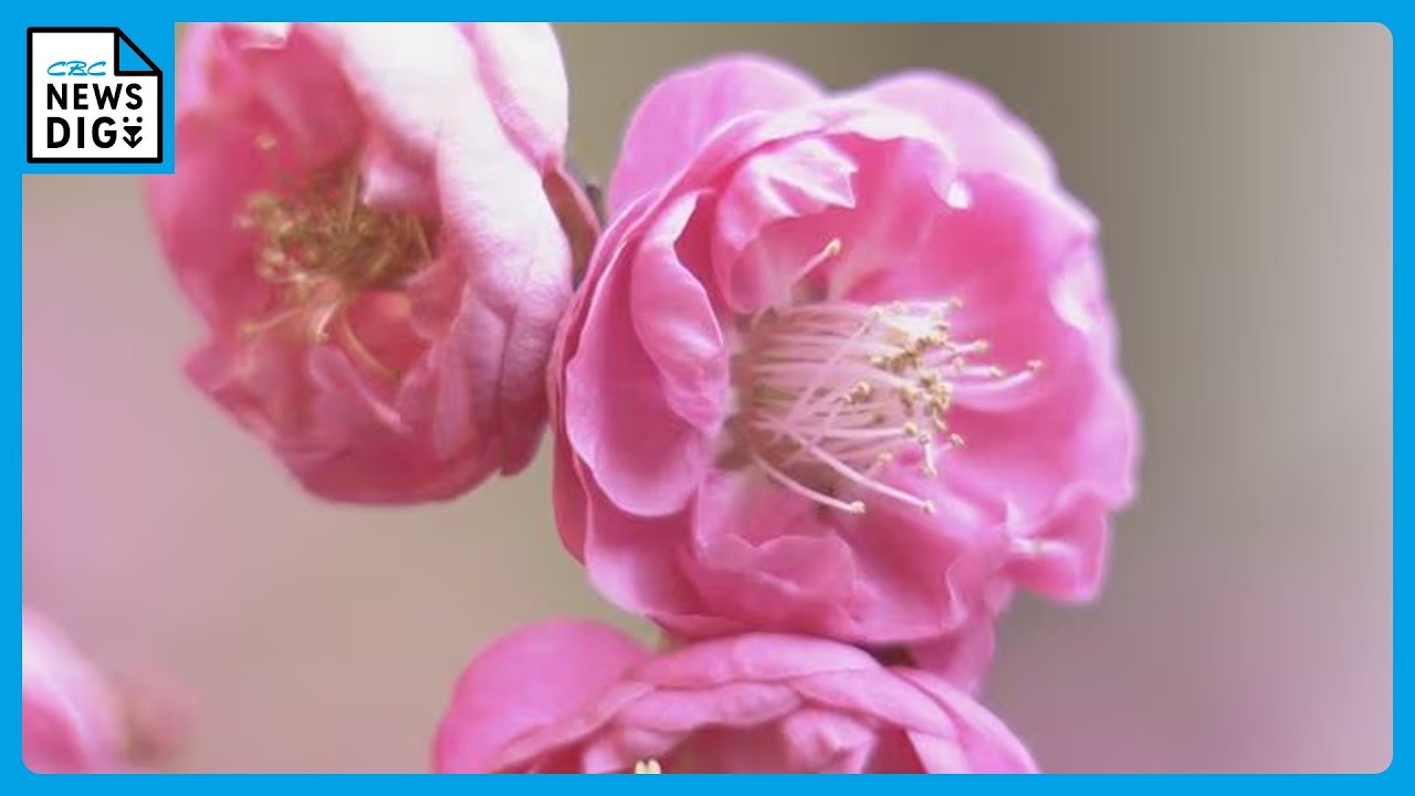 The crimson blossoms of the approximately 300-year-old 