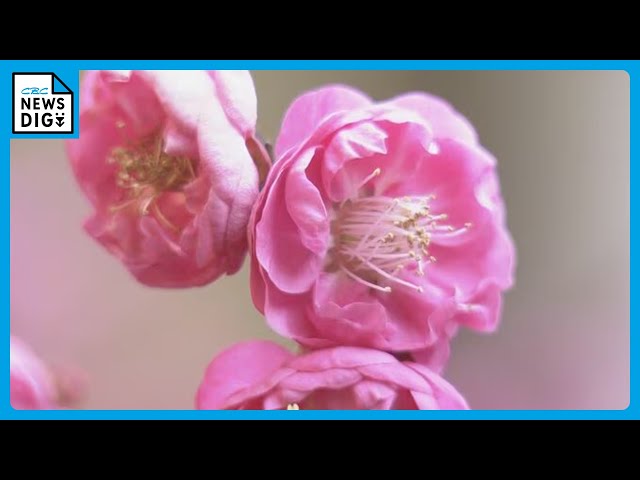 The crimson blossoms of the approximately 300-year-old 