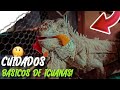 Cuidados Básicos Para Iguanas Verdes (Así Cuido Y Alimento Mis Iguanas)