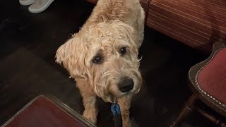 Irish wheaten terrier eye discharge and infection