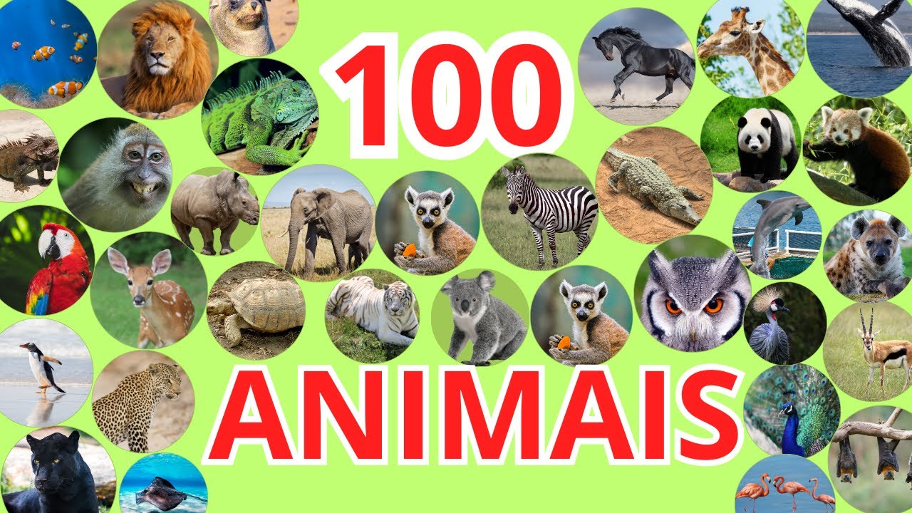 Приключения в зоопарке | Полный 20-минутный эпизод | Львы и попугаи ара | Для дошкольников