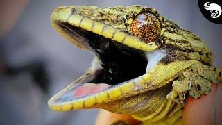 One Grumpy Gecko! Lizards of the Amazon Rainforest Part 2