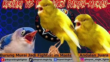 Masteran Burung Gacor! Isian Kenari Ngerol + Rambatan Tajam – Burung Auto Buka Paruh!