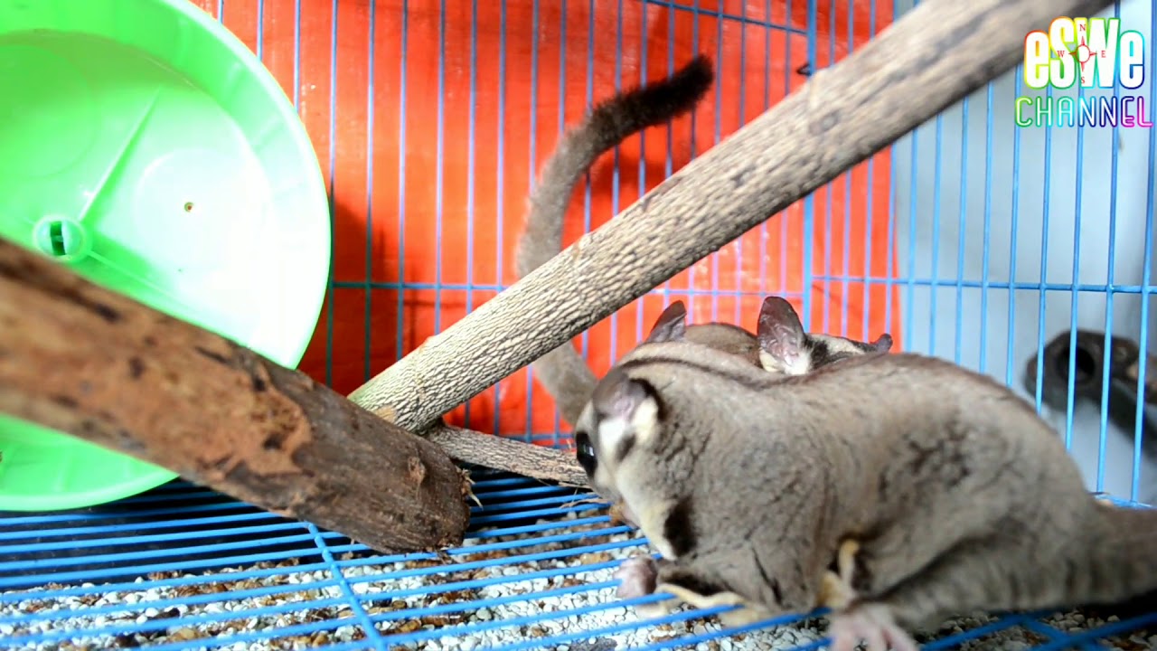 Sugar glider - YouTube