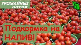 Лучшая подкормка томатов на налив! С ней плоды будут крупные и налитые!