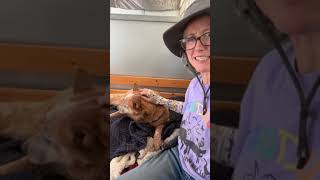 Video of adoptable pet named Saffie & Parker