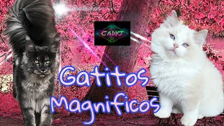 gatitos magnificos