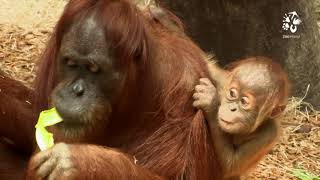 Orangutánek Kawi objevuje svět