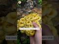 Đi Rừng Hái Nấm Gặp Cả Thảm Nấm Đỏ Nhưng Không Ai Dám Ăn ⚠️🍄  #mushroom #háinấm#mushroomhunting