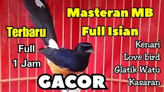 Masteran murai batu gacor dor full 1 jam full isian