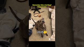 Then 💝 vs now 😞 Legendary memes #nostalgia #dog #legendarymemes