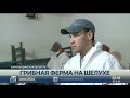 Грибы в шелухе от семечек выращивают в Карагандинской области