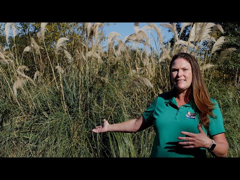 Video: Container Gown Pampas Grass - Puteți cultiva iarba Pampas în ghivece