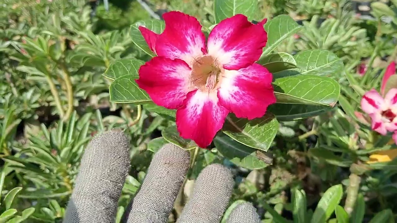 7/8 combo 6 cây 70k ship 35k nhổ cây Zalo 039 555 4651 