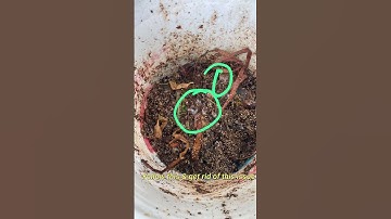Remove maggots in compost bin #composting #maggots #greenmixpowder #rain #compostwithvapra