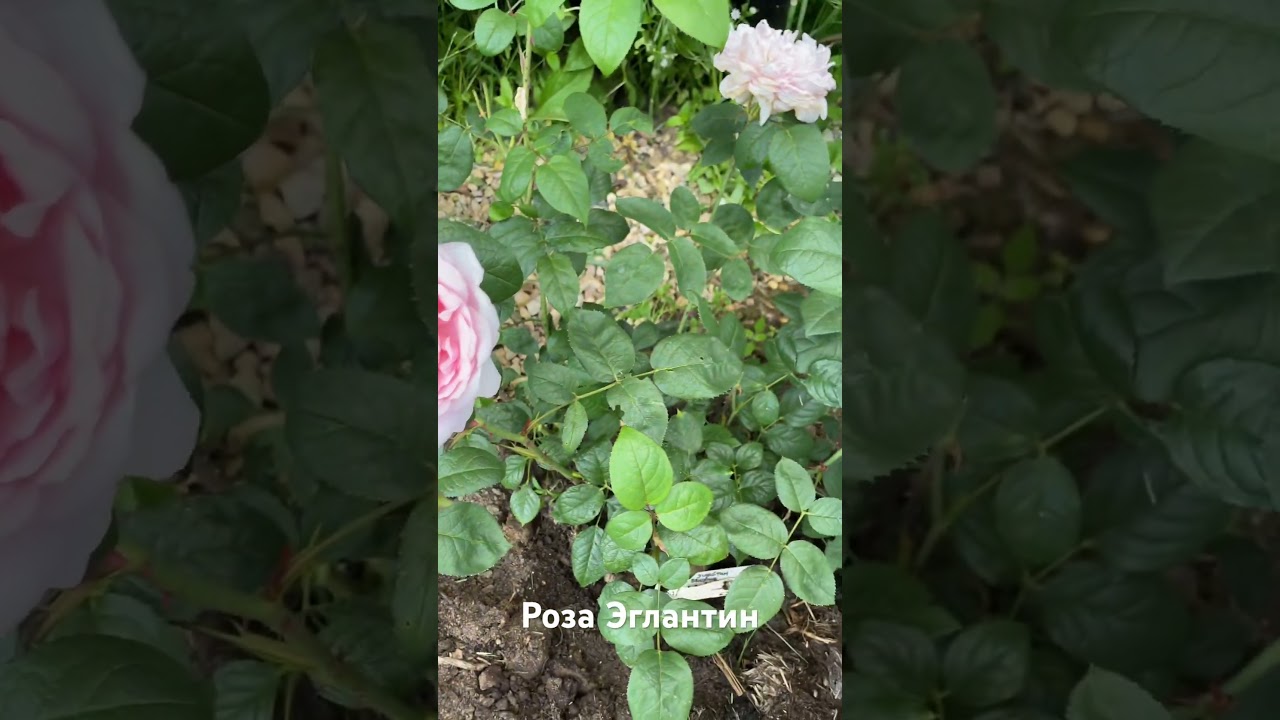 Роза Эглантин / Eglantyne