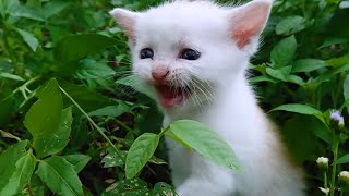 ANAK KUCING MEONG MEONG by Loly Kitten 377 views 5 months ago 2 minutes, 3 seconds