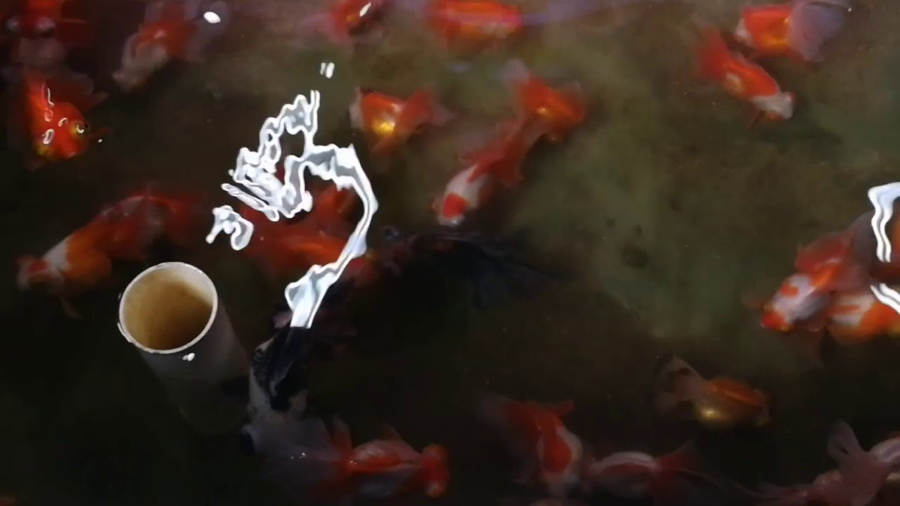 Telescope & Ranchu goldfish at Atarikoi Tropicana, Malaysia YouTube