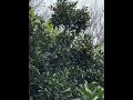 Декабрь мандарины , тепло Адлер