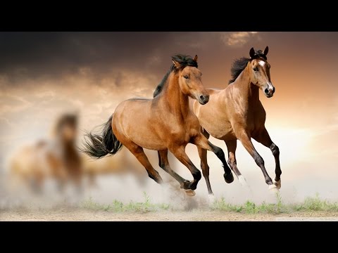 Video Con ngựa Tiếng Ngựa Kêu Hình Ảnh Con Ngựa hinh con... - youtube