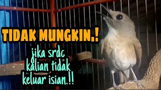 PAKAI INI ISIAN MELIMPAH.!! COBA SEBENTAR KELUAR VARIASI || SRDC GACOR FULL ISIAN SIKATAN RIMBA