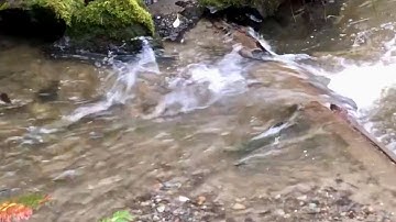 Adult Chum Salmon finding love in Seattle