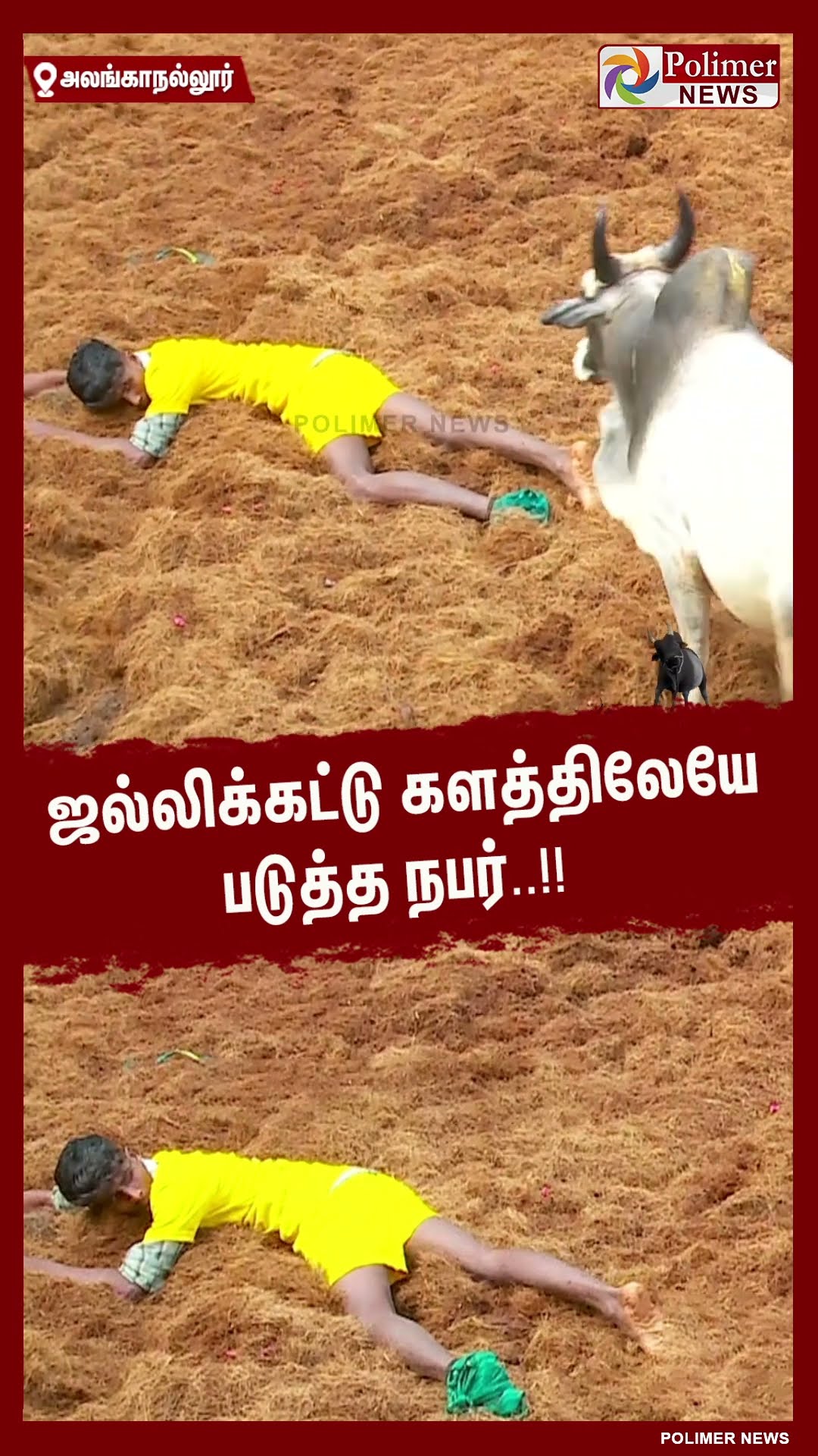 ஜல்லிக்கட்டு களத்திலேயே படுத்த நபர்..#shorts | #alanganallurjallikattu