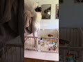 POV: you’re not a morning person… but your baby is 🫠🫩 #momlife #parentlife #sleepdeprived