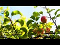 Осенний урожай Яблони в лесу | Футажи красивая природа [FullHD]