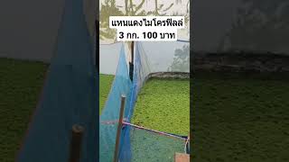 แหนแดงไมโครฟิลล่า 3 กก.100 บาทคร้าบบ สนใจสั่งได้เด้อ