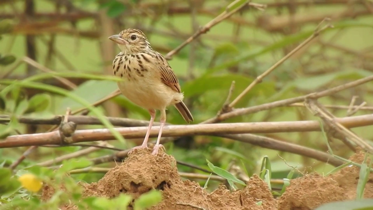 With call, Jerdon's bush lark (Mirafra affinis). 