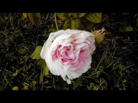 Video: Rožė Yra Prabangus Krūmas Iš Kuklaus Pjovimo