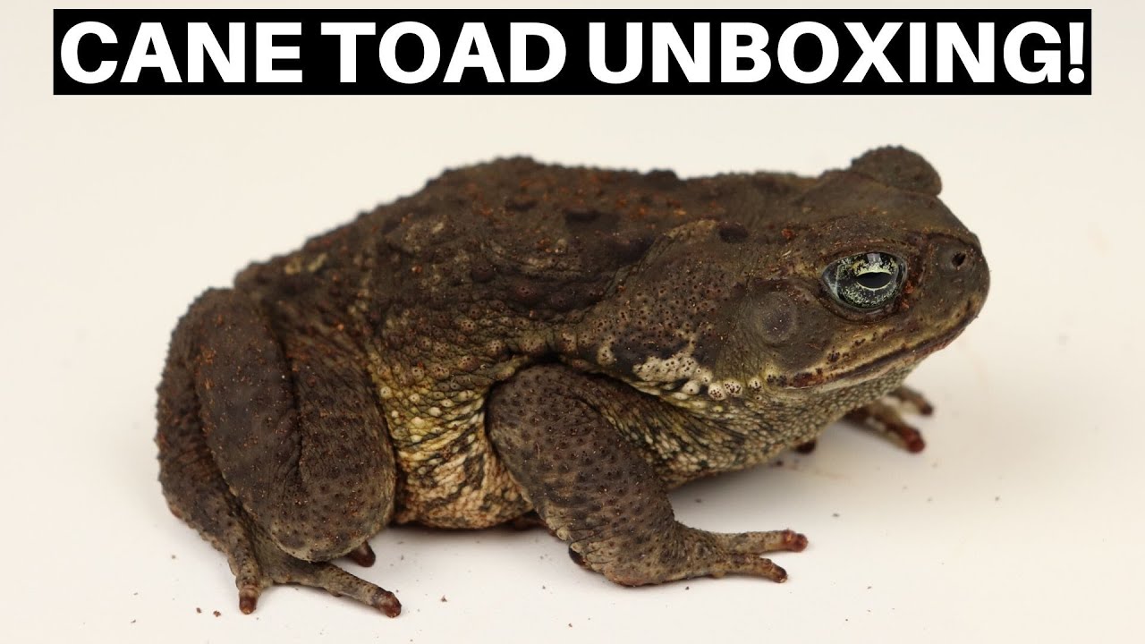 Cane Toad Unboxing From Underground Reptiles! - Benjamin's ...
