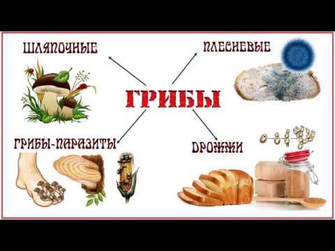 Грибы-паразиты (рассказывает миколог Михаил Вишневский)