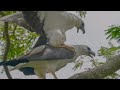 White-bellied Sea Eagle vs Osprey in 4k slowmotion. GH5s 240fps