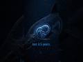 The Deep-Sea Creature That Barely Evolved #usashorts #shortsfeed