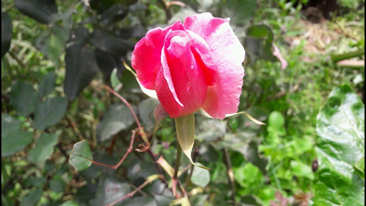 “አበቦችን እንዴት እንዲያድጉ ተመልከቱ፤ አ