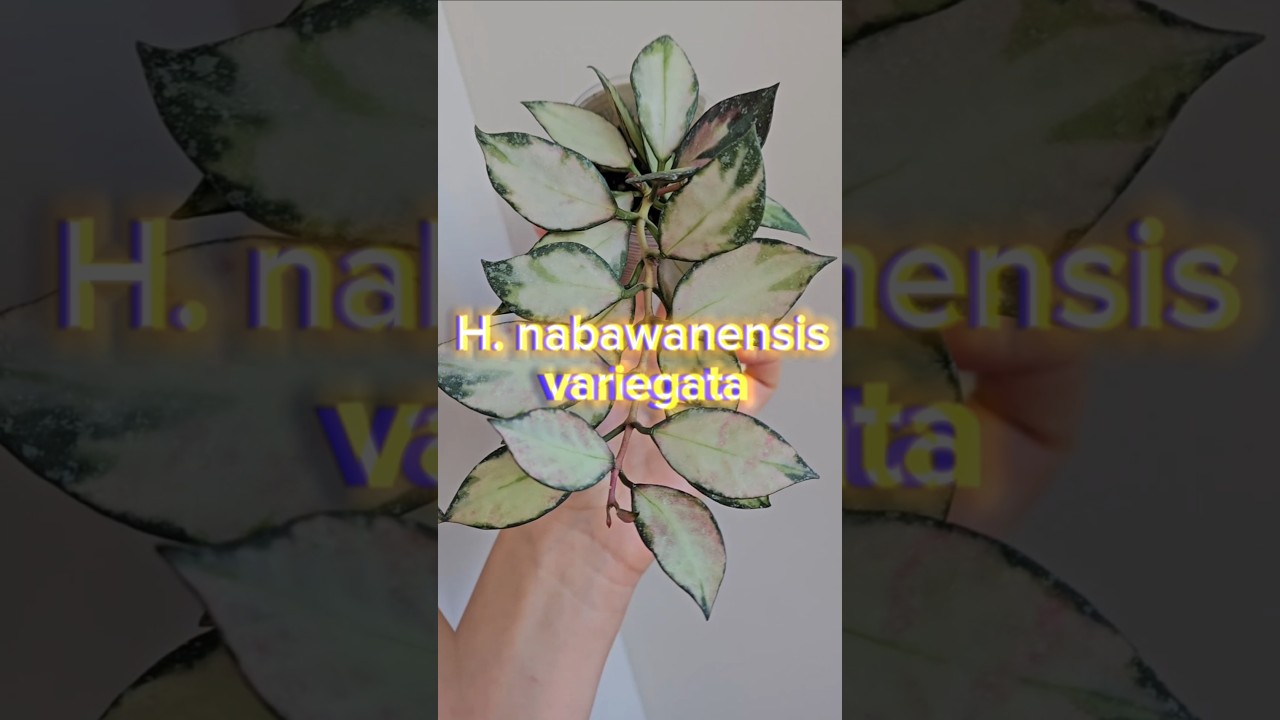 Шикарная Hoya nabawanensis variegata 