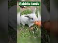 mind-blowing facts about rabbits #facts #shorts