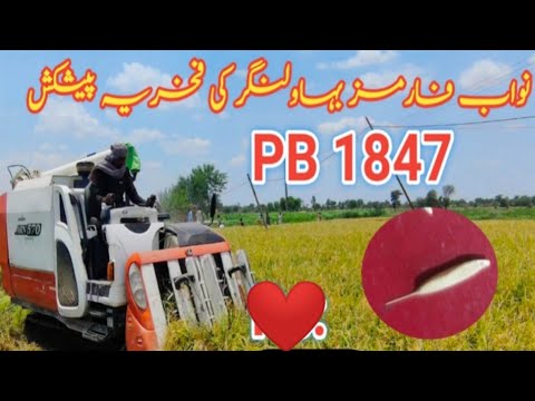 pusa pb 1847 basmati rice seed in Pakistan | pb 1692 | pb 1885 | pb ...