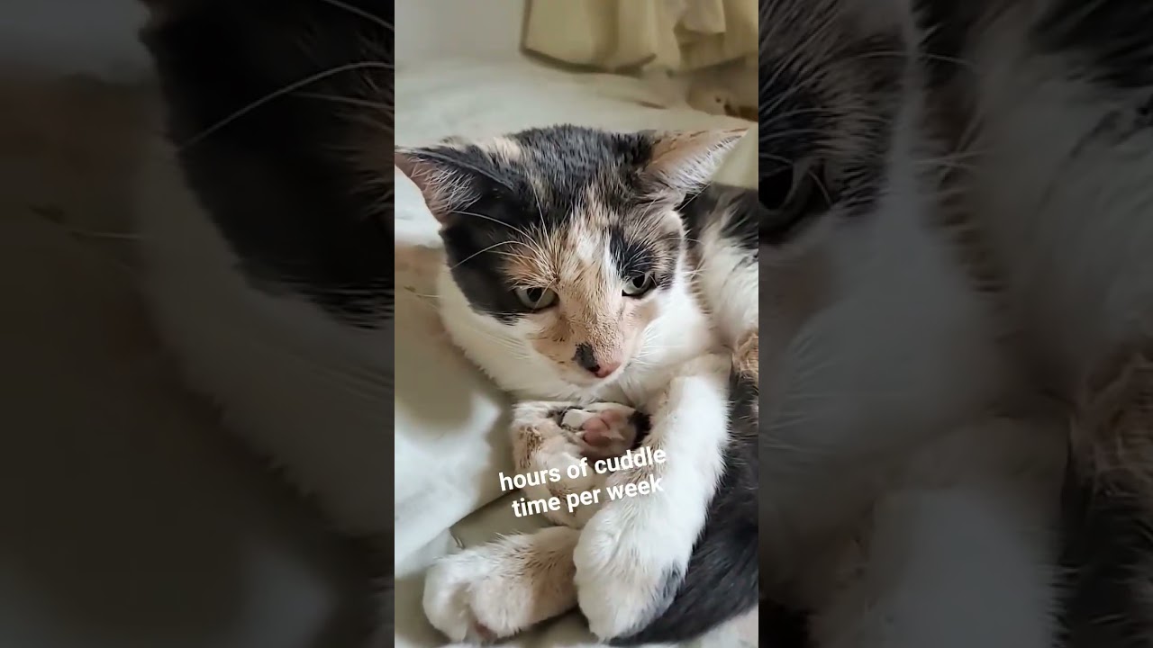 Rent is due! 🙀 #cat #catshorts #catvideos #cats #catvideo #catlife  #pets #justcats #mycat